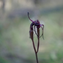 Caladenia orestes (Burrinjuck Spider Orchid) at Brindabella, NSW by AaronClausen