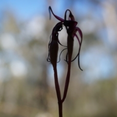 Caladenia orestes at suppressed - suppressed