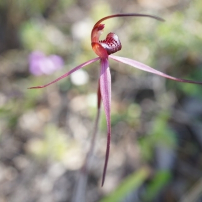Caladenia orestes (Burrinjuck Spider Orchid) at Brindabella, NSW - 8 Oct 2014 by AaronClausen