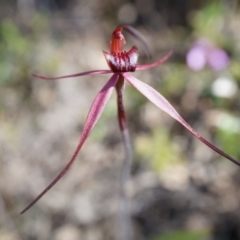 Caladenia orestes at suppressed - 8 Oct 2014