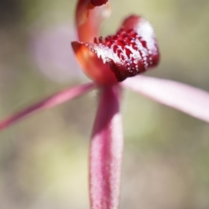 Caladenia orestes at suppressed - 8 Oct 2014