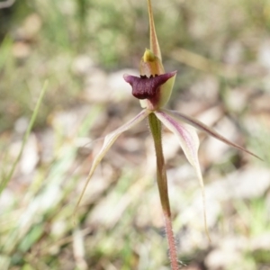 Caladenia clavigera at Brindabella, NSW - 8 Oct 2014