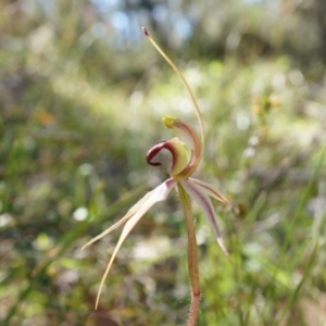 Caladenia clavigera at Brindabella, NSW - 8 Oct 2014