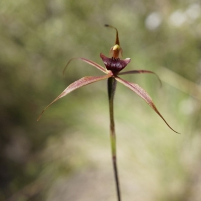 Caladenia clavigera (Clubbed spider orchid) at Brindabella, NSW - 8 Oct 2014 by AaronClausen