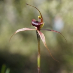 Caladenia clavigera at Brindabella, NSW - suppressed