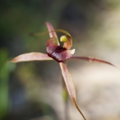 Caladenia clavigera at Brindabella, NSW - suppressed