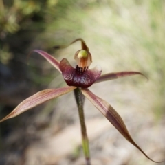 Caladenia clavigera at Brindabella, NSW - suppressed