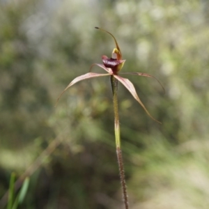 Caladenia clavigera at Brindabella, NSW - suppressed