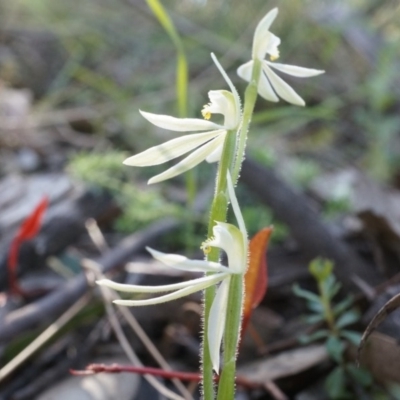 Caladenia carnea (Pink Fingers) at Brindabella, NSW - 8 Oct 2014 by AaronClausen