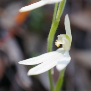 Caladenia carnea at Brindabella, NSW - suppressed