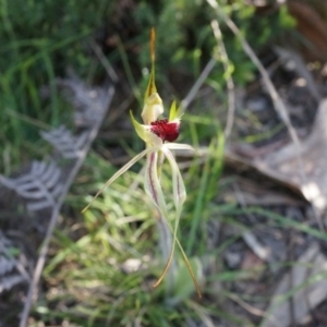 Caladenia parva at Brindabella, NSW - suppressed