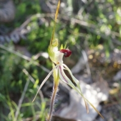 Caladenia parva at Brindabella, NSW - suppressed