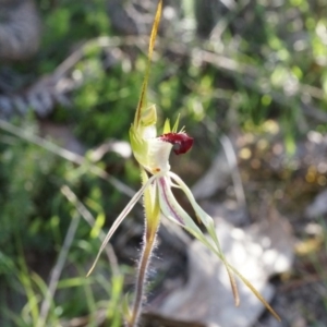 Caladenia parva at Brindabella, NSW - 8 Oct 2014