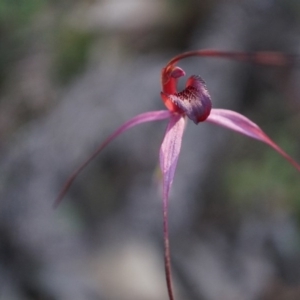 Caladenia orestes at suppressed - 8 Oct 2014