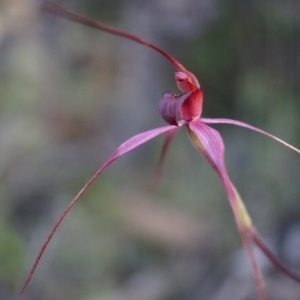 Caladenia orestes at suppressed - 8 Oct 2014