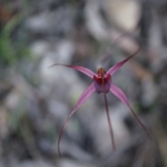 Caladenia orestes at suppressed - 8 Oct 2014