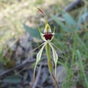 Caladenia parva at Brindabella, NSW - 8 Oct 2014