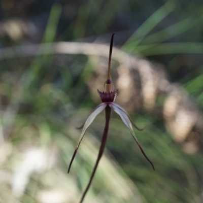 Caladenia orestes (Burrinjuck Spider Orchid) at Brindabella, NSW by AaronClausen