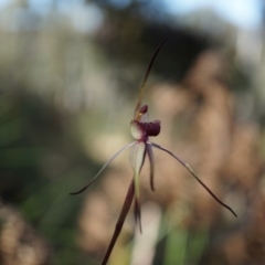 Caladenia orestes at suppressed - 8 Oct 2014