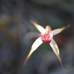 Caladenia orestes at suppressed - suppressed