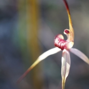 Caladenia orestes at suppressed - suppressed