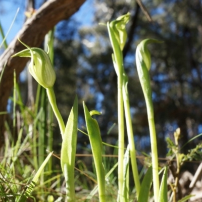 Pterostylis alpina (Mountain Greenhood) at Bondo State Forest - 8 Oct 2014 by AaronClausen