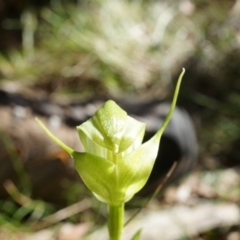 Pterostylis alpina at Brindabella, NSW - suppressed