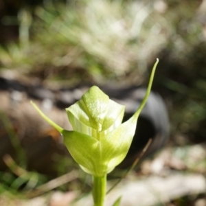 Pterostylis alpina at Brindabella, NSW - suppressed