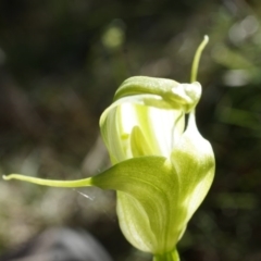 Pterostylis alpina at Brindabella, NSW - 8 Oct 2014