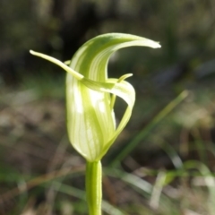 Pterostylis alpina at Brindabella, NSW - 8 Oct 2014