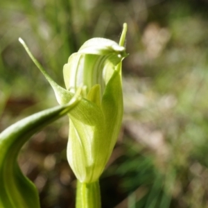 Pterostylis alpina at Brindabella, NSW - suppressed