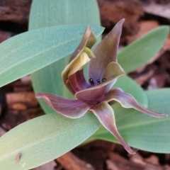 Chiloglottis valida (Large Bird Orchid) at Bondo State Forest - 8 Oct 2014 by AaronClausen