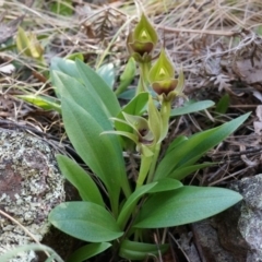 Chiloglottis valida (Large Bird Orchid) at Bondo State Forest - 8 Oct 2014 by AaronClausen