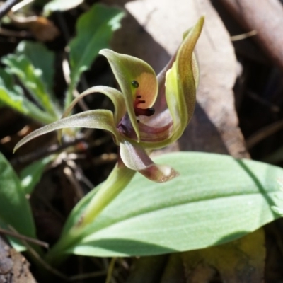 Chiloglottis valida (Large Bird Orchid) at Bondo State Forest - 8 Oct 2014 by AaronClausen