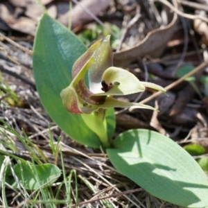 Chiloglottis valida at Brindabella, NSW - 8 Oct 2014