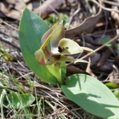 Chiloglottis valida (Large Bird Orchid) at Bondo State Forest - 8 Oct 2014 by AaronClausen