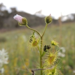 Drosera gunniana (Pale Sundew) at Theodore, ACT - 6 Oct 2014 by MichaelBedingfield