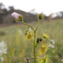 Drosera gunniana (Pale Sundew) at Tuggeranong Hill - 6 Oct 2014 by michaelb