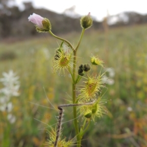 Drosera gunniana at Theodore, ACT - 6 Oct 2014