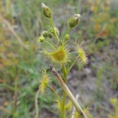 Drosera gunniana (Pale Sundew) at Tuggeranong Hill - 6 Oct 2014 by michaelb