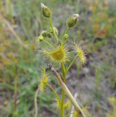 Drosera gunniana (Pale Sundew) at Theodore, ACT - 6 Oct 2014 by michaelb