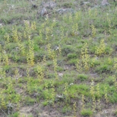 Drosera gunniana (Pale Sundew) at Tuggeranong Hill - 6 Oct 2014 by michaelb