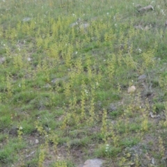 Drosera gunniana (Pale Sundew) at Tuggeranong Hill - 6 Oct 2014 by michaelb