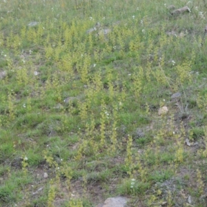 Drosera gunniana at Theodore, ACT - 6 Oct 2014