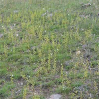 Drosera gunniana (Pale Sundew) at Theodore, ACT - 6 Oct 2014 by michaelb