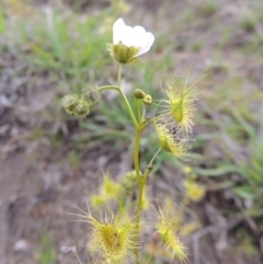 Drosera gunniana (Pale Sundew) at Theodore, ACT - 6 Oct 2014 by MichaelBedingfield