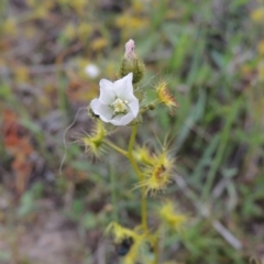 Drosera gunniana at Theodore, ACT - 6 Oct 2014 06:06 PM