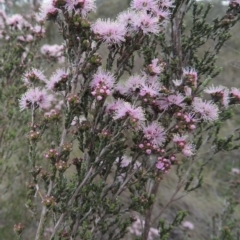 Kunzea parvifolia (Violet Kunzea) at Theodore, ACT - 6 Oct 2014 by MichaelBedingfield