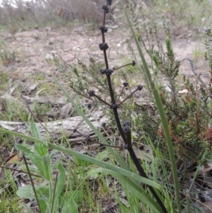 Lomandra multiflora at Theodore, ACT - 6 Oct 2014