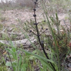 Lomandra multiflora (Many-flowered Matrush) at Theodore, ACT - 6 Oct 2014 by michaelb